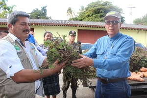 Agricultores del corredor seco de Baja Verapaz beneficiados con semillas de camote biofortificado y de yuca ICTA Izabal